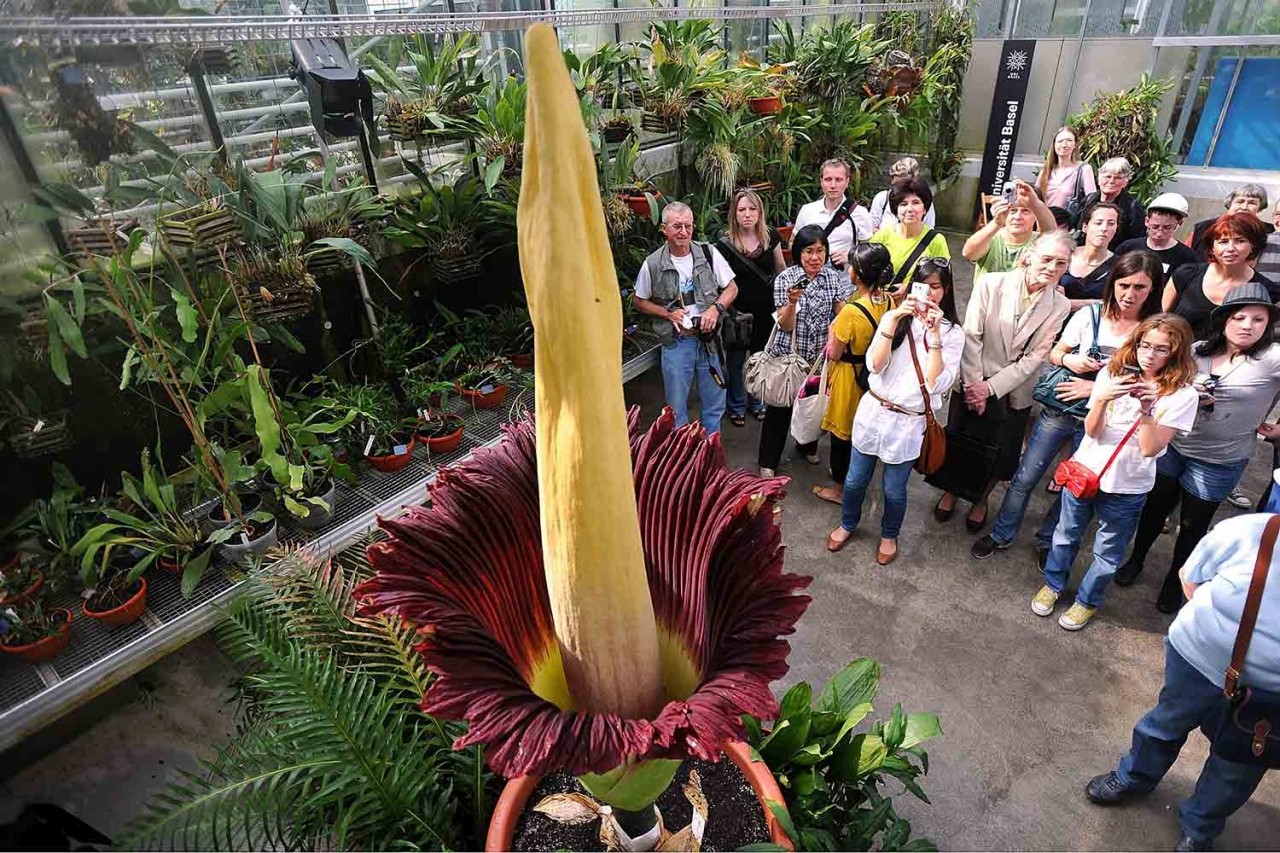 What's the Most Mind-Blowing Plant in the World? - Show & Tell - Atlas ...