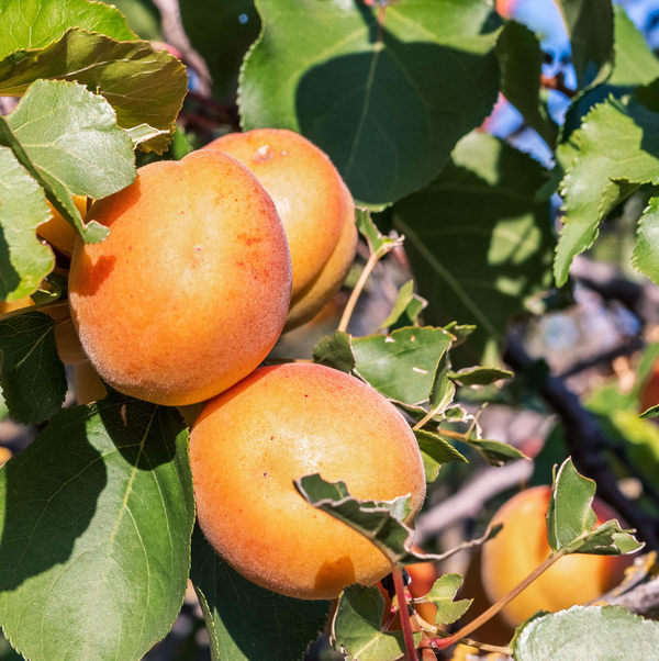 Blenheim Apricot US West Atlas Obscura Community Travel Forum